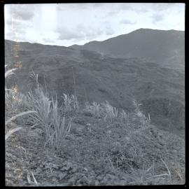 Plants, Papua New Guinea
