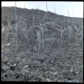 Plants, Papua New Guinea