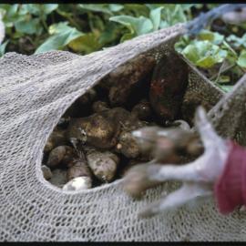 Collecting Sweet Potatoes in Net Bag