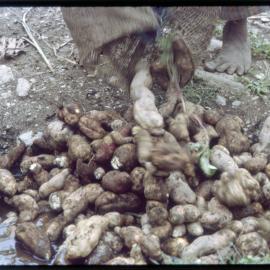 Emptying a Bag of Sweet Potatoes
