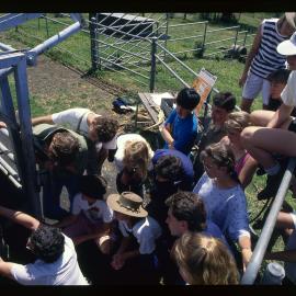 Veterinary Science Students in Cattle Pen, Camden Farm