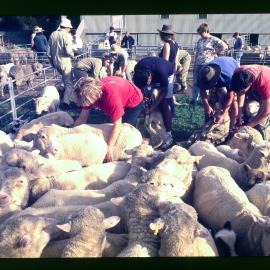 Agriculture Students with Sheep at Camden