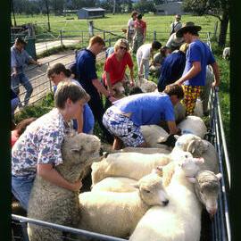 Agriculture Students with Sheep at Camden