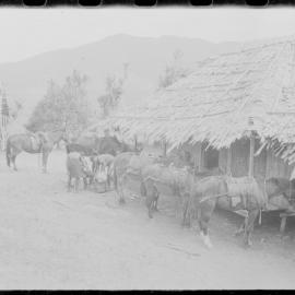 Horses Outside Buildings