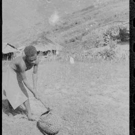 Man Opening Pandanus Nut
