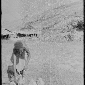 Man Opening Pandanus Nut