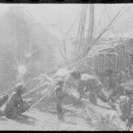 Group Preparing Pigs for a Ceremony