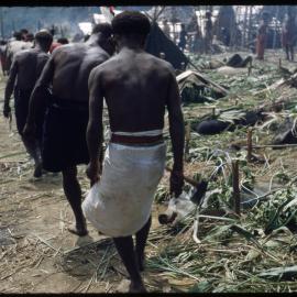 Men Walking Past Slaughtered Pigs