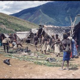 Men and Children Preparing Pigs for Ceremony