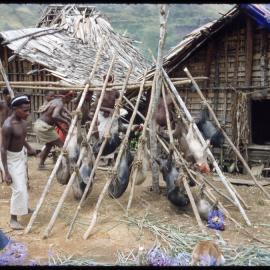 Men and Children Preparing Pigs for Ceremony