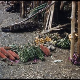 Collections of Plants and Fruits