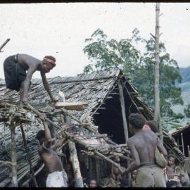 Men Preparing Pigs for Ceremony
