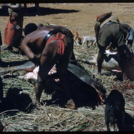Men Preparing Pigs for Ceremony