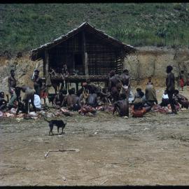 Men Preparing Pigs for Ceremony