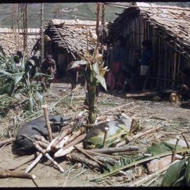 Slaughtered Pigs Outside Buildings