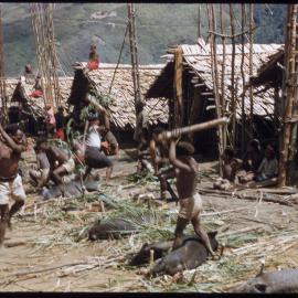 Men Slaughtering Pigs for Ceremony