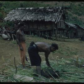 Man Butchering Pig for Ceremony