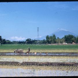 Man Ploughing Field