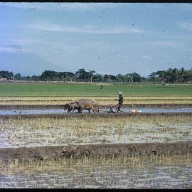 Man Ploughing Field