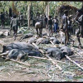 Group Preparing Pigs for Ceremony