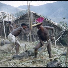 Men Preparing Pigs for Ceremony