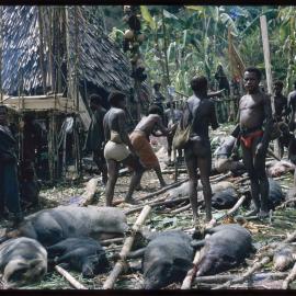Group Preparing Pigs for Ceremony