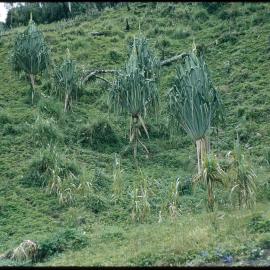 Mountainside, Papua New Guinea