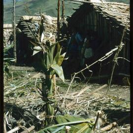 Plant Outside a Building on Mountainside