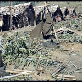 Slaughtered Pigs Outside Buildings