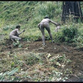People Digging Amongst Plants