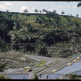 Rice Terraces