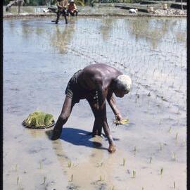 Man Planting Shoots in Field