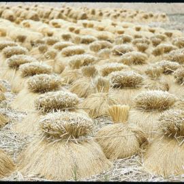 Rice Harvest Drying