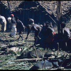 Group Preparing Pigs for Ceremony