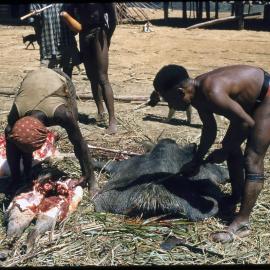 Men Butchering Pigs for Ceremony