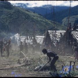 Men Butchering Pigs for Ceremony