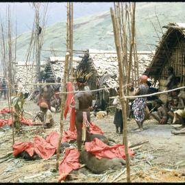 Slaughtered Pigs Covered in Red Cloth