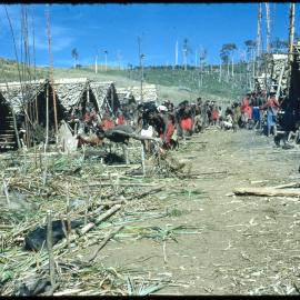 Group Preparing Pigs for Ceremony