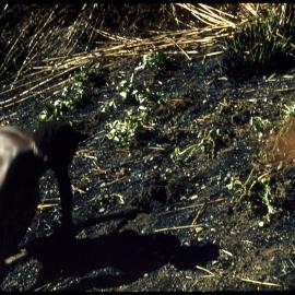 Woman Digging in Soil