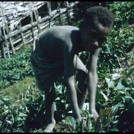 Child Picking Plants
