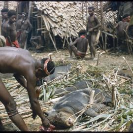 Man Preparing Pigs for Ceremony