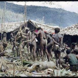 Group Preparing Pigs for Ceremony