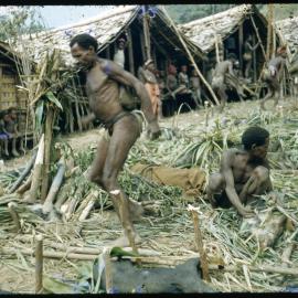 Men Preparing Pigs for Ceremony