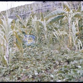 Plants on Mountainside, Papua New Guinea