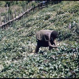Woman Collecting Plants