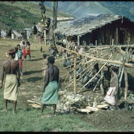 Group Preparing Pigs for Ceremony