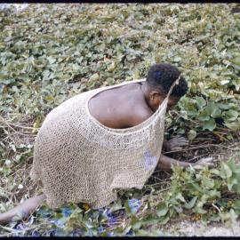 Woman Collecting Plants
