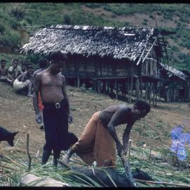 Man Preparing Pigs for Ceremony