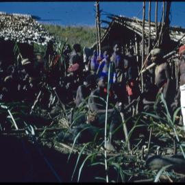 Group Preparing Pigs for Ceremony