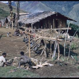 Group Preparing Pigs for Ceremony